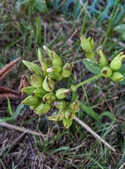 Saponaria officinalis