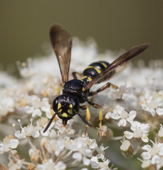 Cerceris