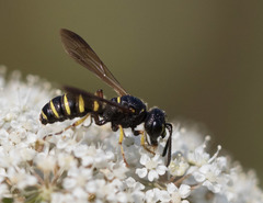 Cerceris