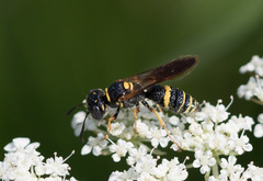 Philanthus gibbosus