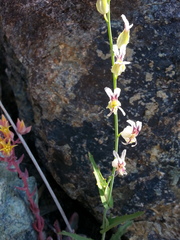 Streptanthus glandulosus secundus