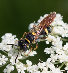 Philanthus gibbosus