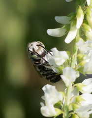 Megachile rotundata