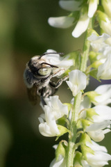 Megachile rotundata