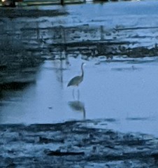 Ardea herodias