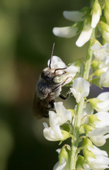 Megachile rotundata