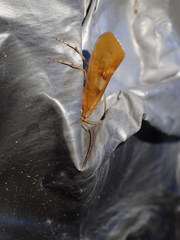 Limnephilus rhombicus