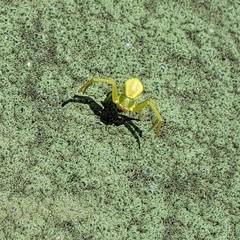 Thomisidae