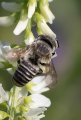 Megachile rotundata