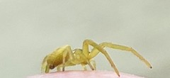 Thomisidae