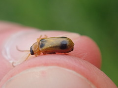 Phyllobrotica quadrimaculata