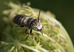 Megachile rotundata
