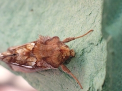 Plusia festucae