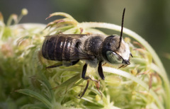 Megachile rotundata