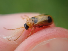 Phyllobrotica quadrimaculata