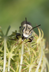 Megachile rotundata