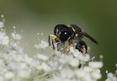 Ectemnius continuus