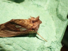 Plusia festucae