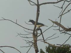 Cyanocorax cristatellus