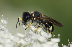 Ectemnius continuus