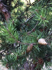 Pinus banksiana