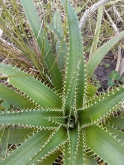 Eryngium eburneum