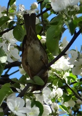 Passer domesticus