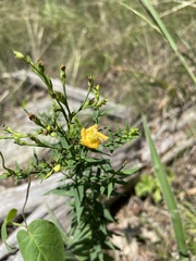 Hypericum radfordiorum