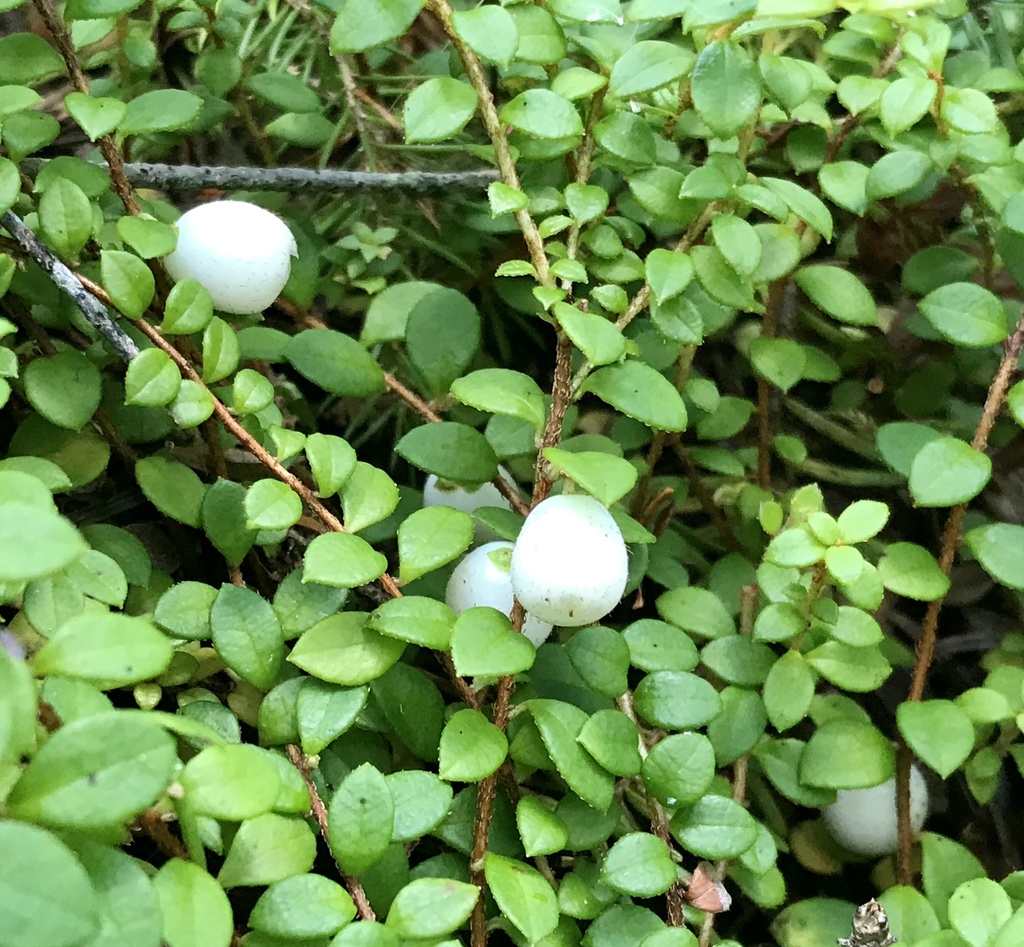creeping snowberry