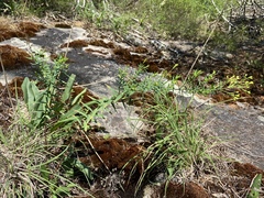 Hypericum radfordiorum