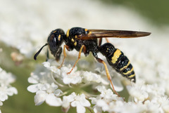 Philanthus gibbosus