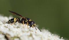 Philanthus gibbosus