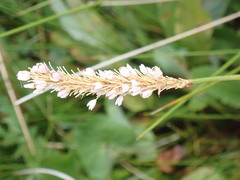 Bistorta officinalis