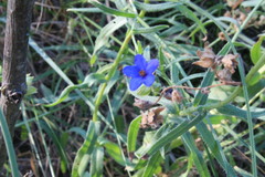 Anchusa gmelinii