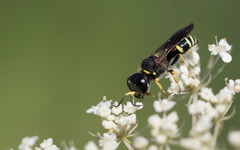 Ectemnius continuus