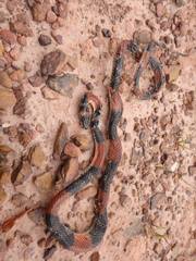 Oxyrhopus petolarius