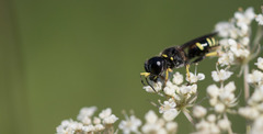 Ectemnius continuus
