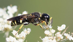 Ectemnius continuus