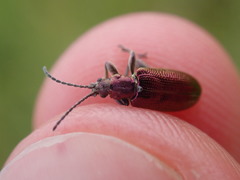 Plateumaris discolor
