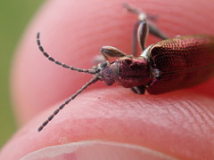 Plateumaris discolor