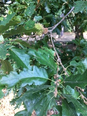 Quercus cerris