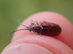 Plateumaris discolor
