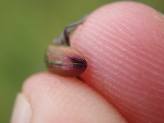 Plateumaris discolor