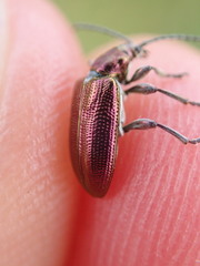 Plateumaris discolor