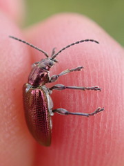 Plateumaris discolor