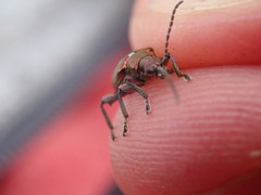 Plateumaris discolor