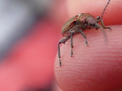 Plateumaris discolor