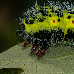 Copaxa multifenestrata