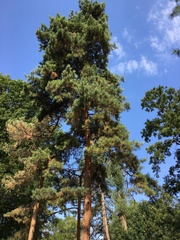 Pinus sylvestris