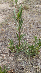 Salix exigua
